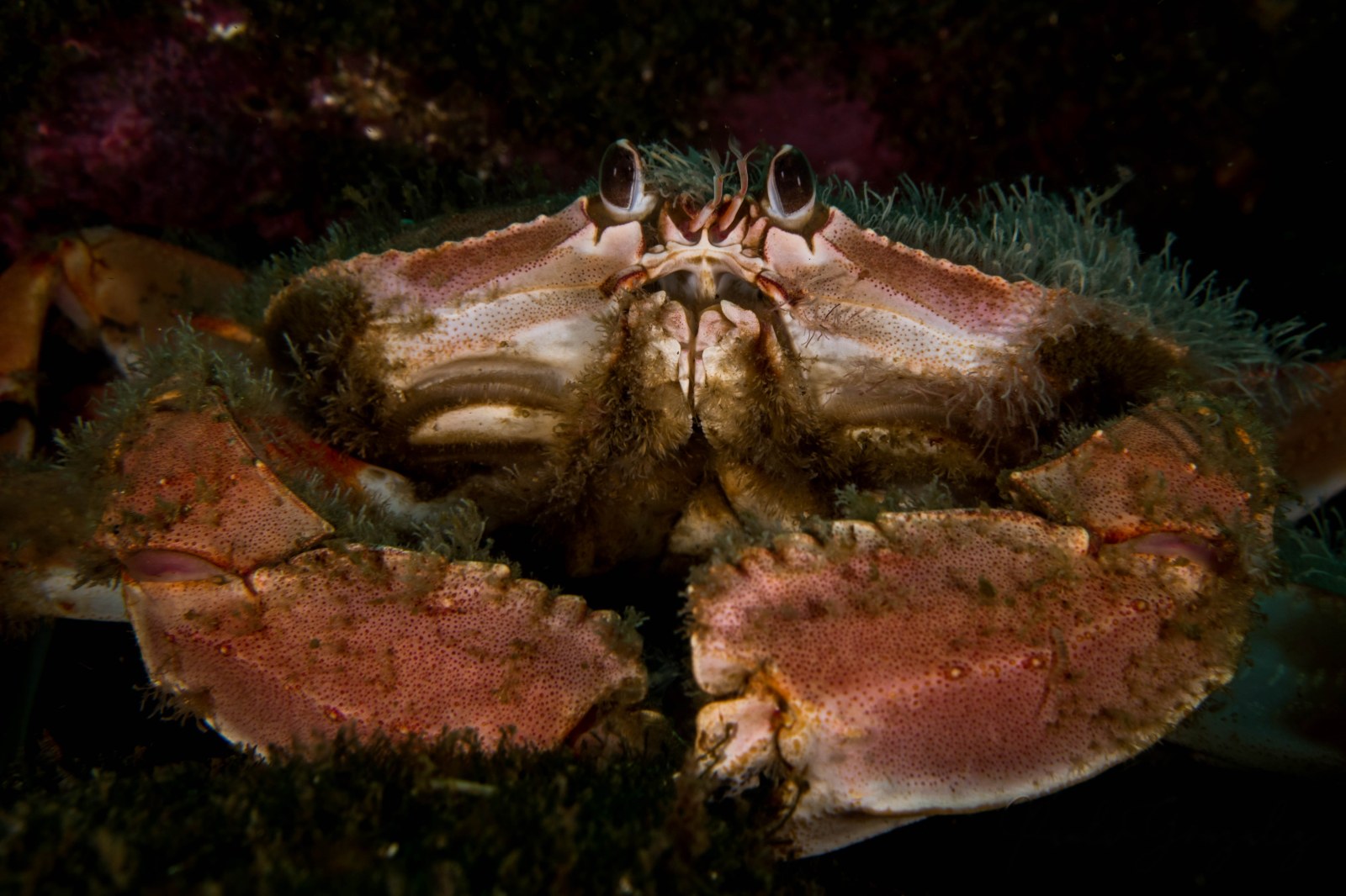 Jaiba paco (Platymera gaudichaudii)