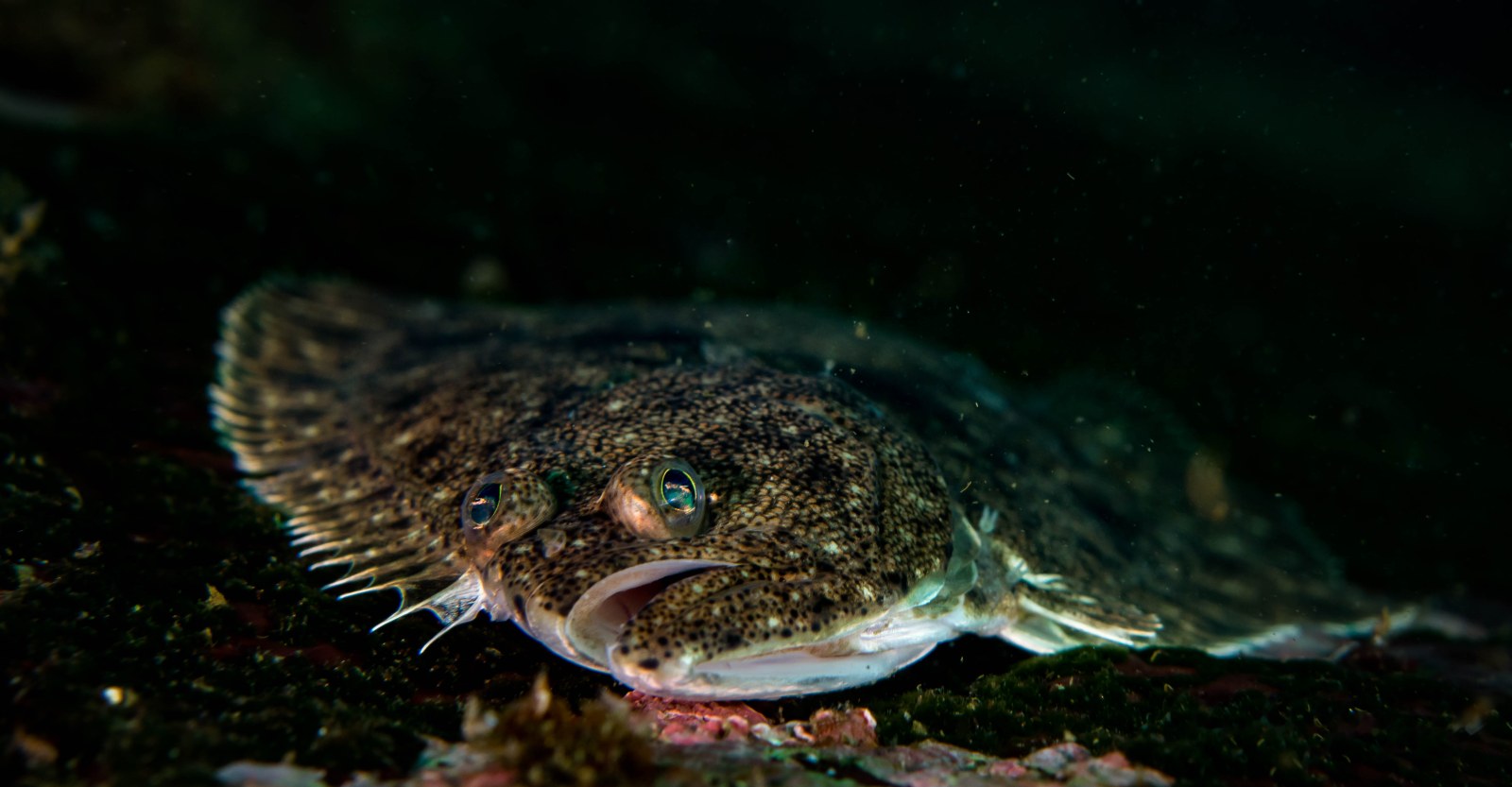 Lenguado (Paralichthys adspersus)