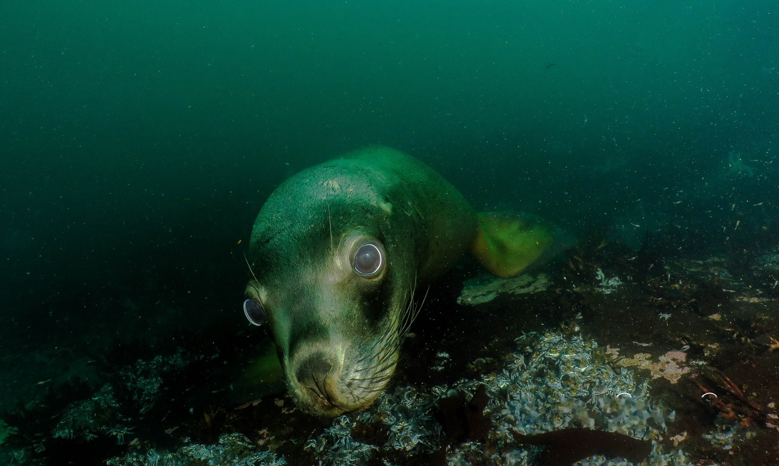 Lobo marino común (Otaria flavescens)