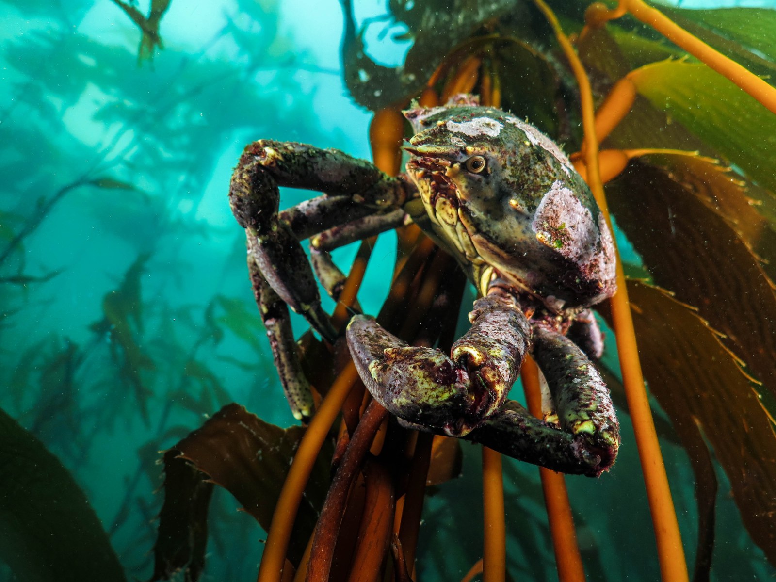 Panchote (Taliepus dentatus)