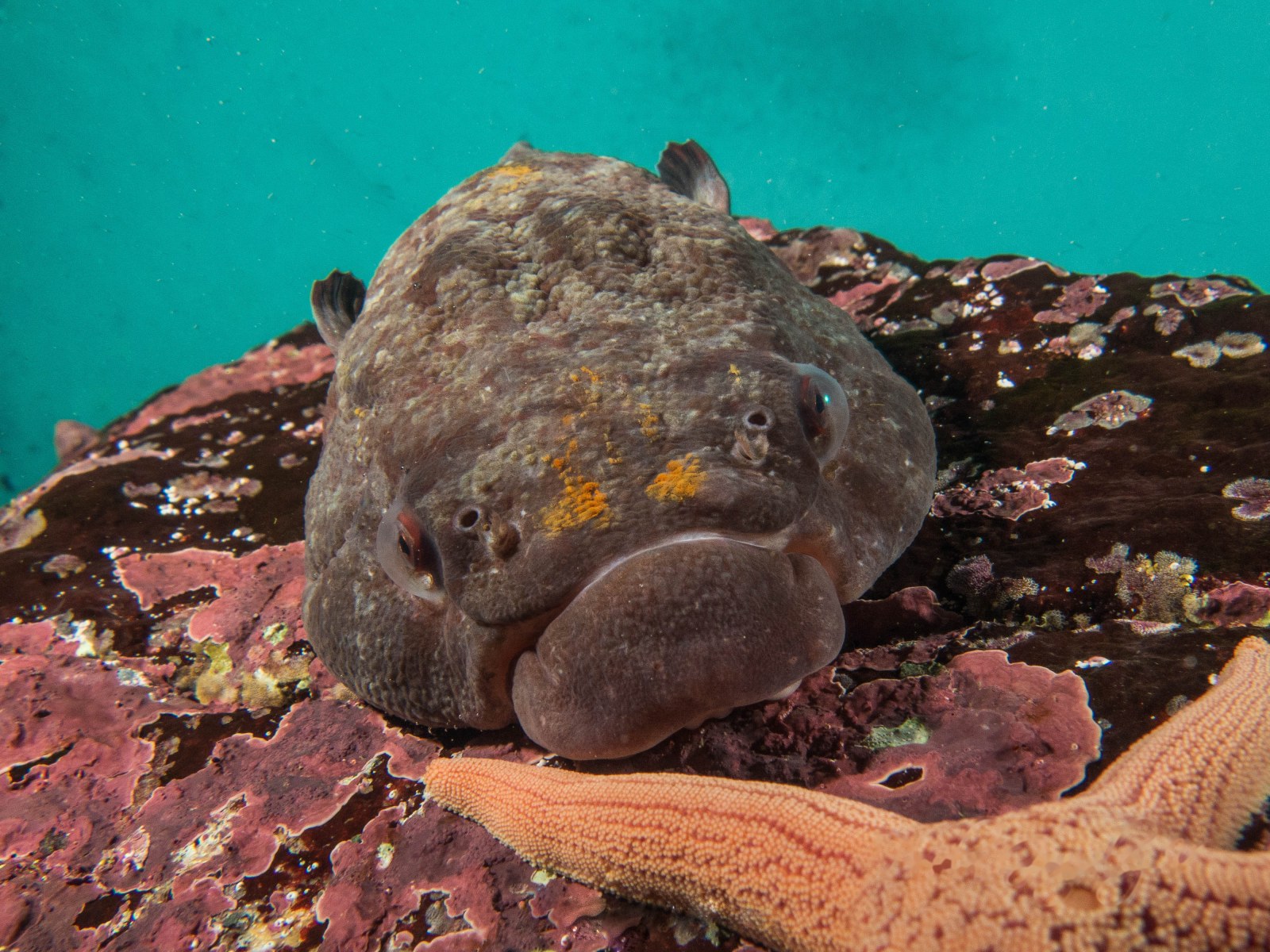 Pejesapo (Sicyases sanguineus)