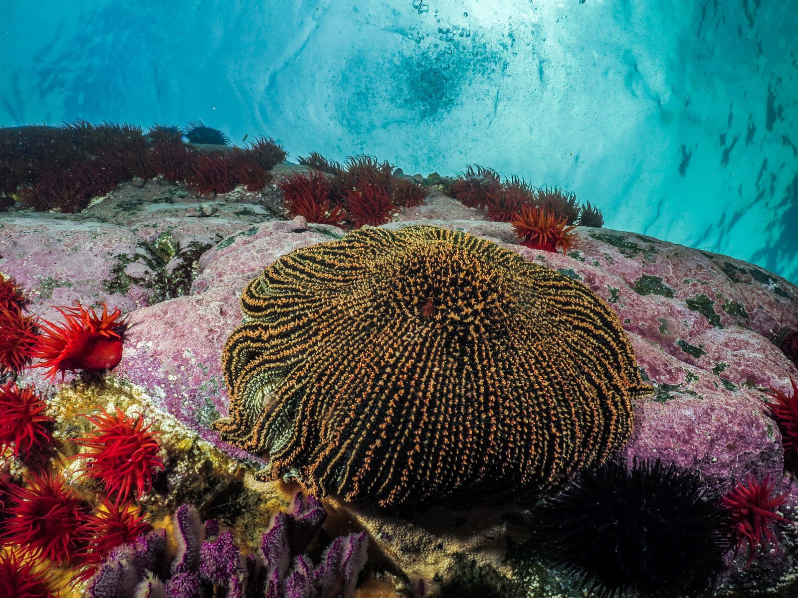 Sol de mar (Heliaster helianthus)