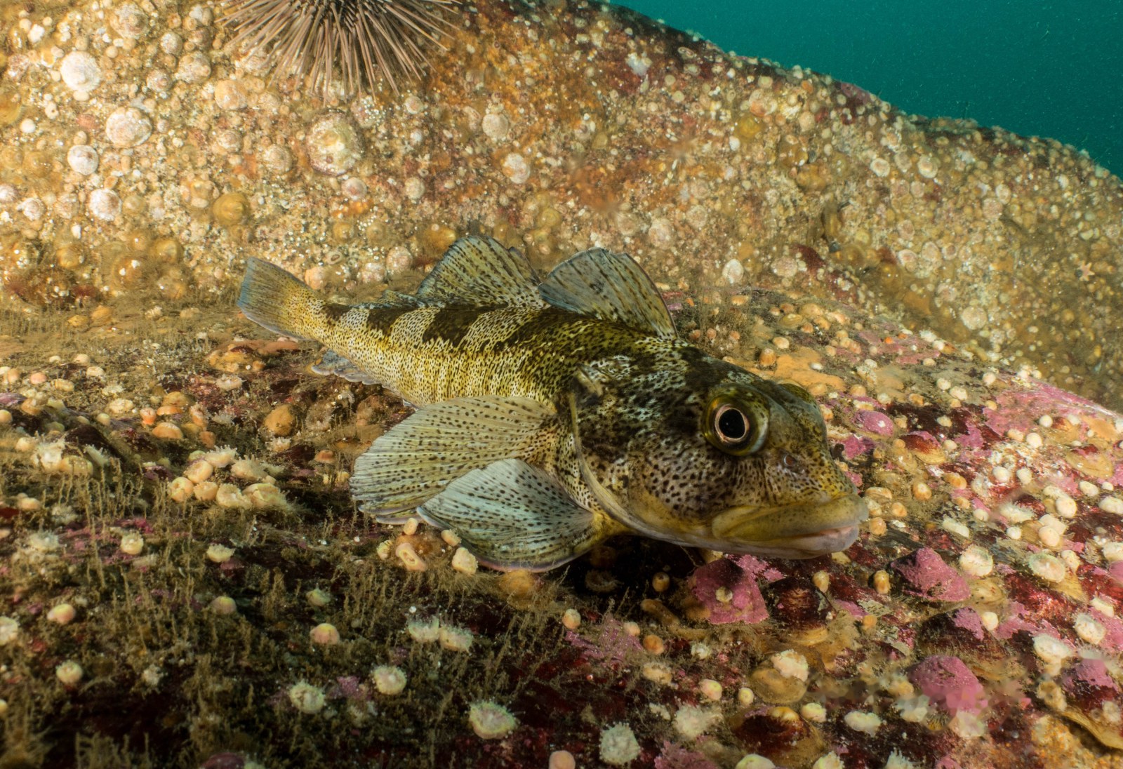 Torito (Bovichtus chilensis)